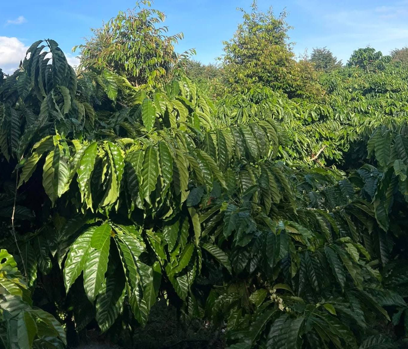 Đất vàng Lâm Hà 2ha cafe sầu riêng, 100m mặt tiền bê tông, giá 14 tỷ