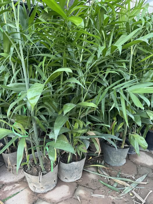 Bán đất Thạch Bàn, Long Biên, Hà Nội, 54m2, mặt tiền 4m