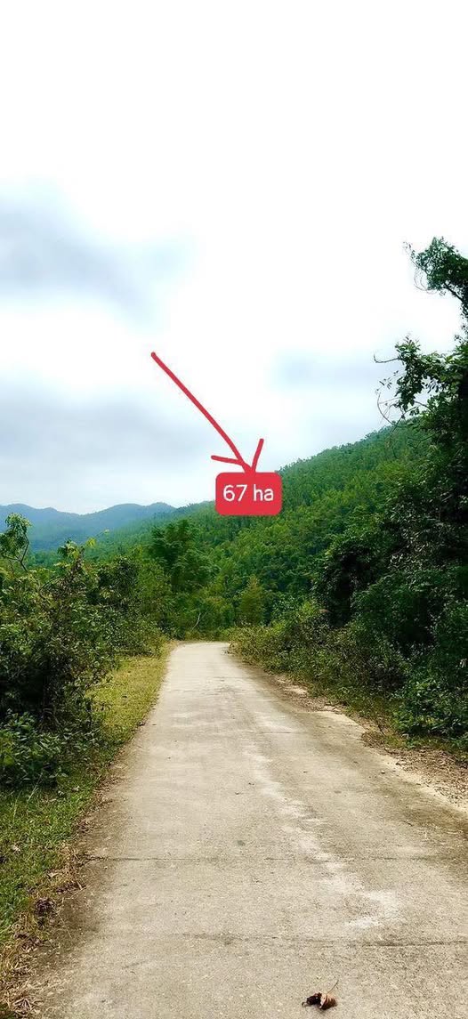Đất rừng 67 ha Quảng Ninh, bán gấp, giá hời, đường xuyên đảo sắp mở