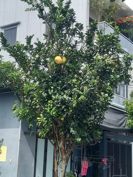 Góc Sơn Thủy, Lương Thúc Kỳ 160m2, mặt tiền 8,5m, sổ hồng chính chủ, giá 14 tỷ nhỉnh