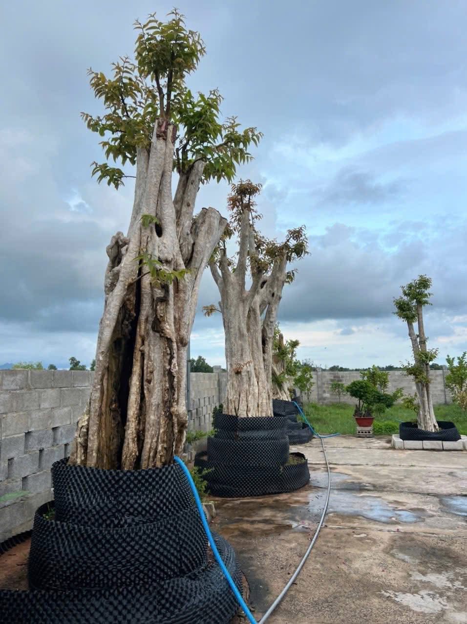 Bán nhà vườn ngoại ô Phan Thiết, cách trung tâm thành phố chỉ 9.5km