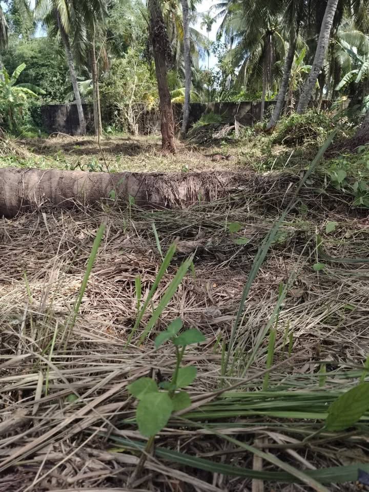 Đất nền biệt thự Tam Phước, Bến Tre - Giá chỉ 1,15 tỷ