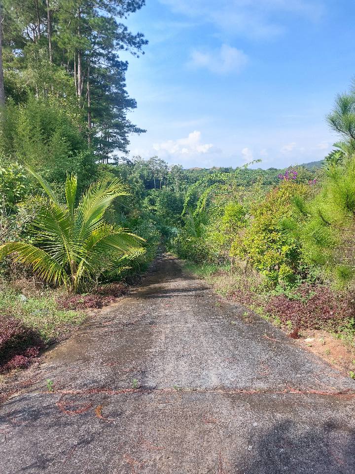 Đất xịn Lâm Đồng, view triệu đô, giá hời bất ngờ