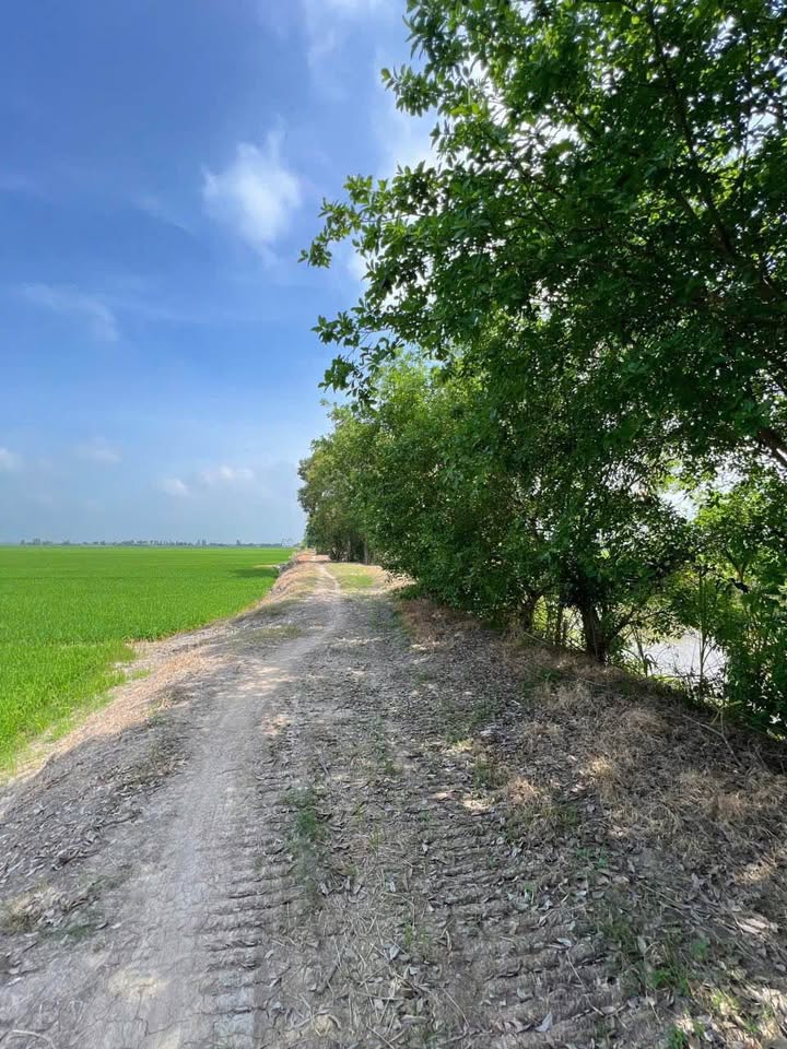 BCần bán gấp 7 công đất lúa màu mỡ tại Kênh 2400, xã Bình Thành, huyện Thoại Sơn, tỉnh An Giang