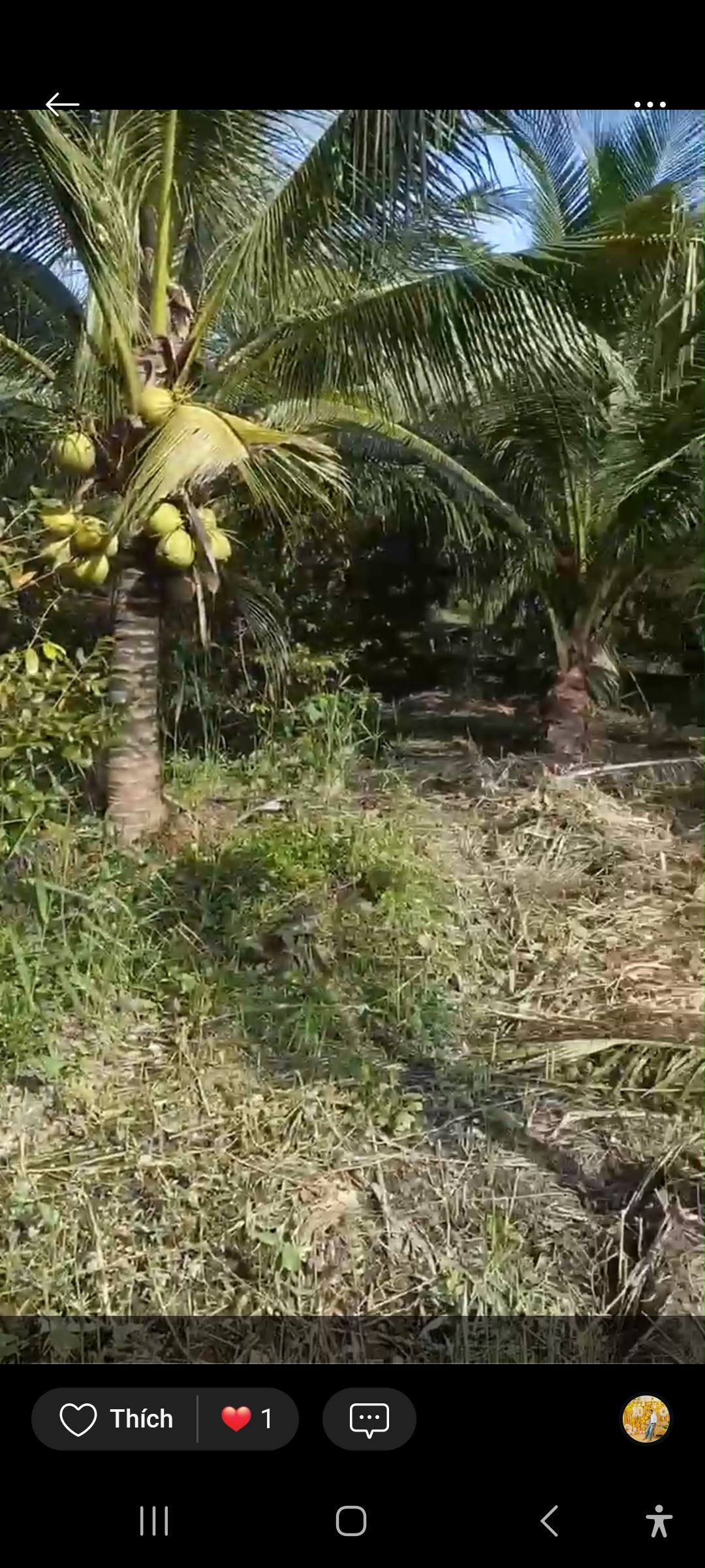 Mảnh đất vườn xanh mát, an lành đang tìm chủ mới tại Bến Tre