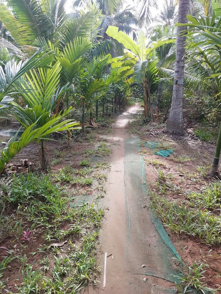 Đất vườn 1500m2, 525 triệu, Bến Tre, sẵn ườn dừa trĩu quả
