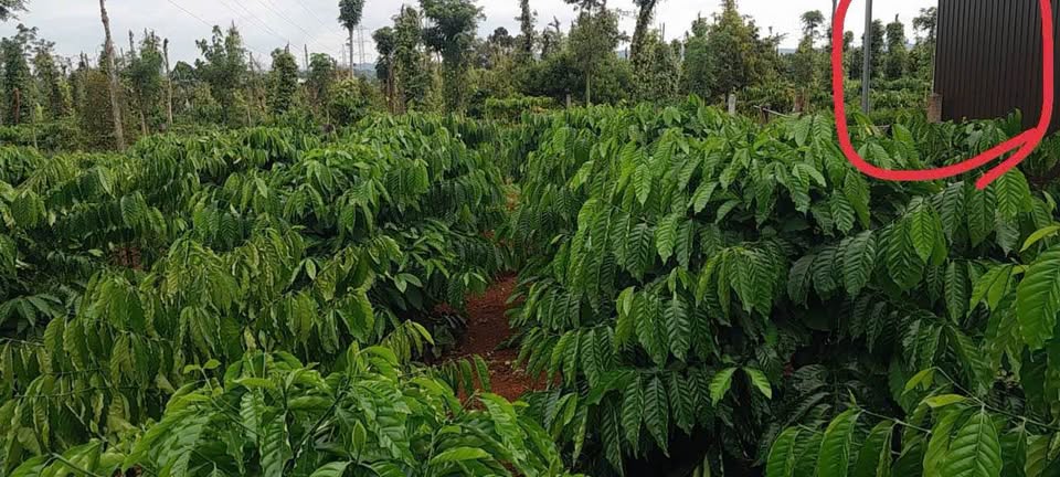 Cơ hội vàng cho ai đang tìm kiếm một mảnh đất "chất như nước cất" tại Hòa Xuân