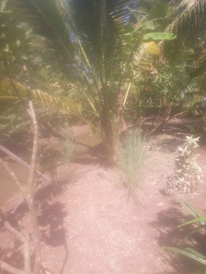 Đất xịn 500m2, sổ sẵn, giá hời 350 triệu chốt nhanh