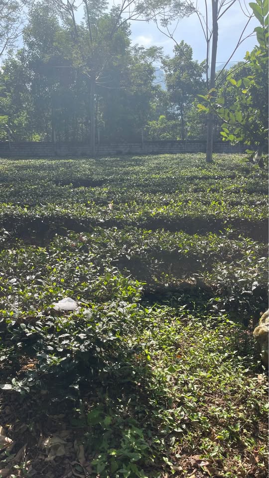 Đất Ba Vì, 500m2 mặt tiền 16m, xe tải bon bon, giá nhỉnh 2 tỷ