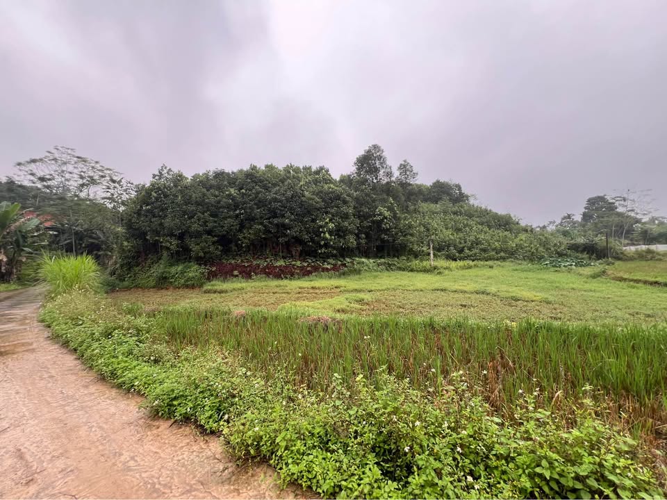 Bán trang trại mini 153m2 thổ cư, chỉ 1,2 tỷ tại Vân Hội, Yên Bái