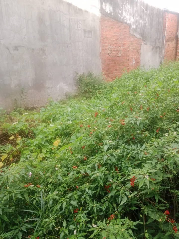 Nhà vườn ngay hẻm Hương Điền, phường Phước Hải, Nha Trang, 100m2, giá 2 tỷ