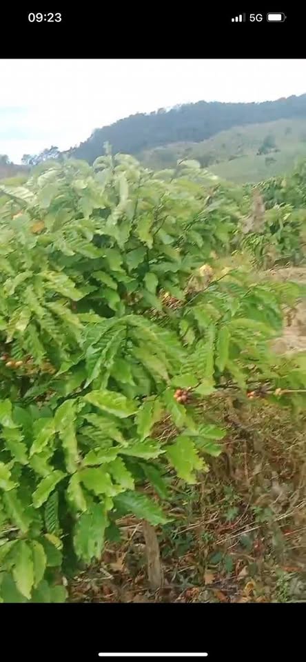 Bán 500 Cây Cà Phê Đẹp Tại Đăk Ruồng, Kon Rẫy, Kon Tum