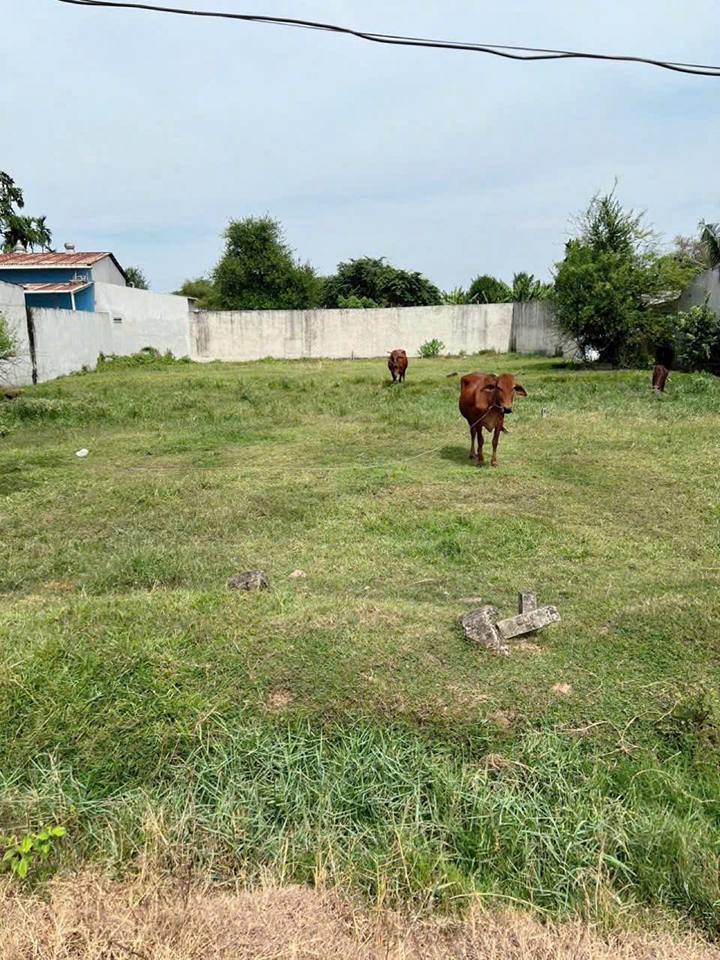 Bán đất Mỹ Hạnh, 412.5m2, giá 1.65 tỷ, sổ đỏ sẵn sàng, xây nhà vườn hay kinh doanh