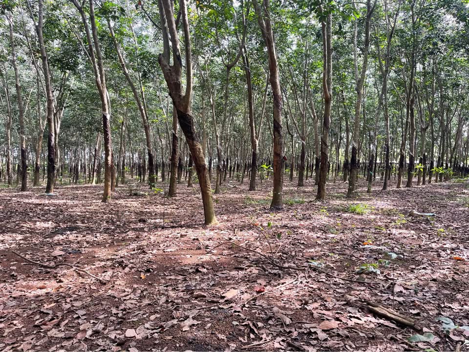 Bán đất vàng Bình Lộc, diện tích 2.1ha đang trồng cao su