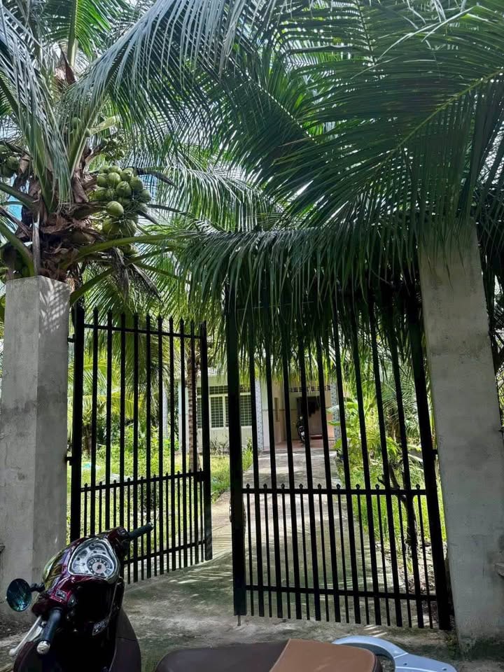 Cho thuê nhà vườn Bến Tre 1100m2, có cây ăn trái đang thu hoạch