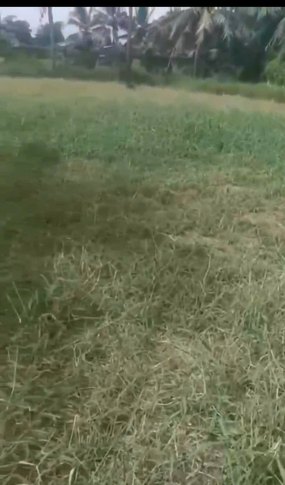 Đất xịn xò, mặt tiền đường nhựa, kinh doanh tốt tại xã Mỹ Chánh