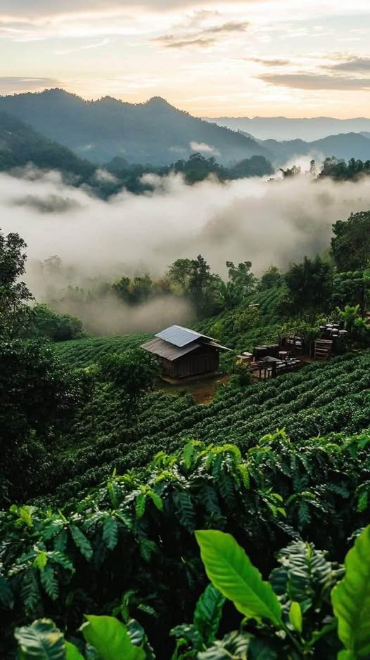 Bán gấp 7ha cafe tỉnh Lâm Đồng - Thu nhập khủng, sổ sẵn 4ha