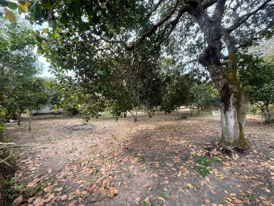 Bán đất 498m2 tại xã Hòa Hội, thành phố Hồ Chí Minh - Cơ hội đầu tư không thể bỏ lỡ