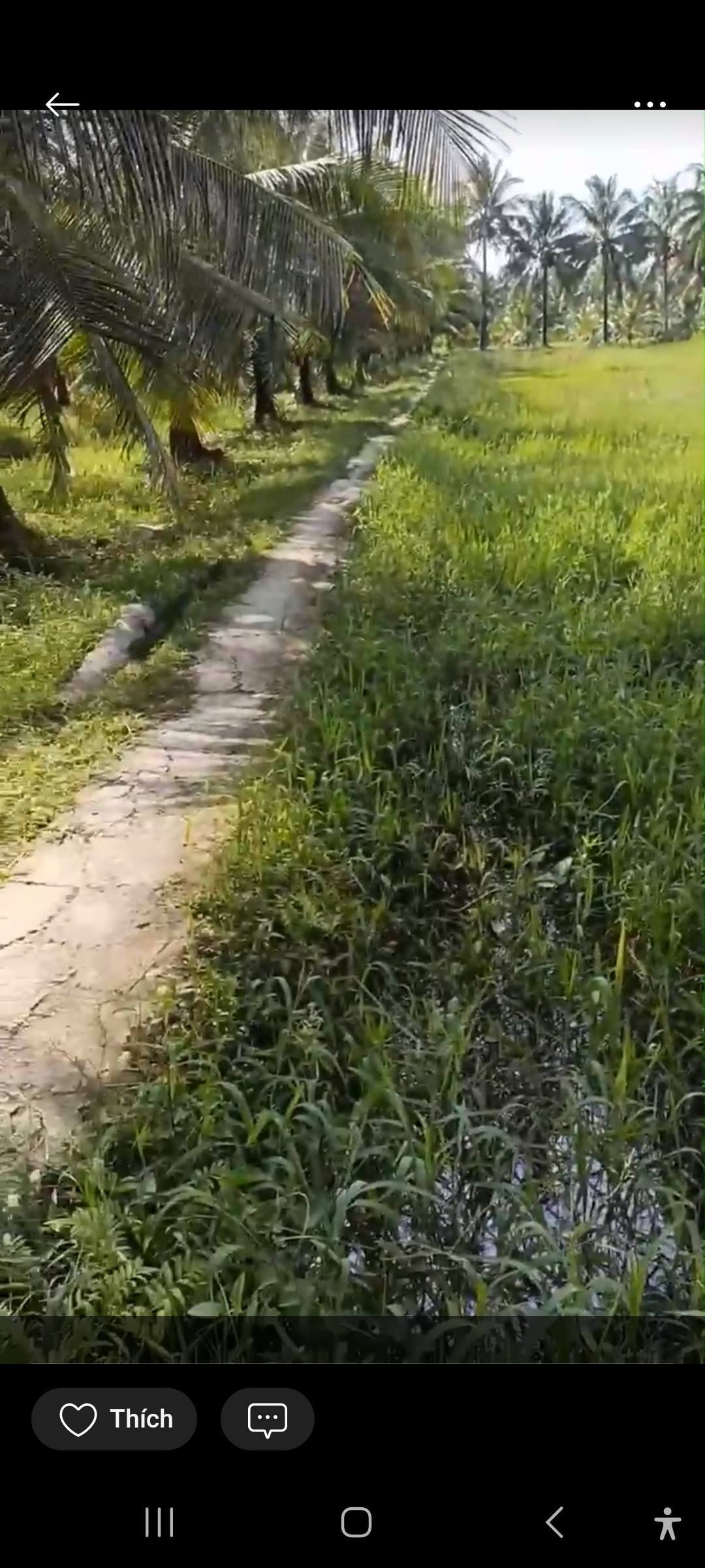 Bán 2 công đất vườn tại Mỹ Hòa, Ba Tri, Bến Tre