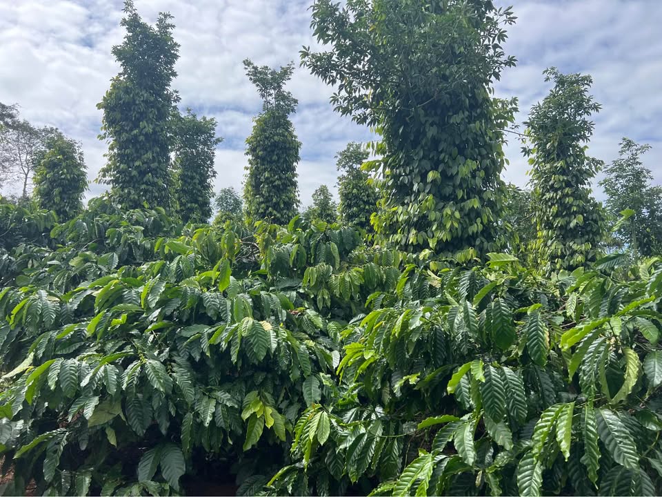 Miền Đất Đỏ Bazan trang trại Cà phê, Tiêu trù phú tại Đắk Song