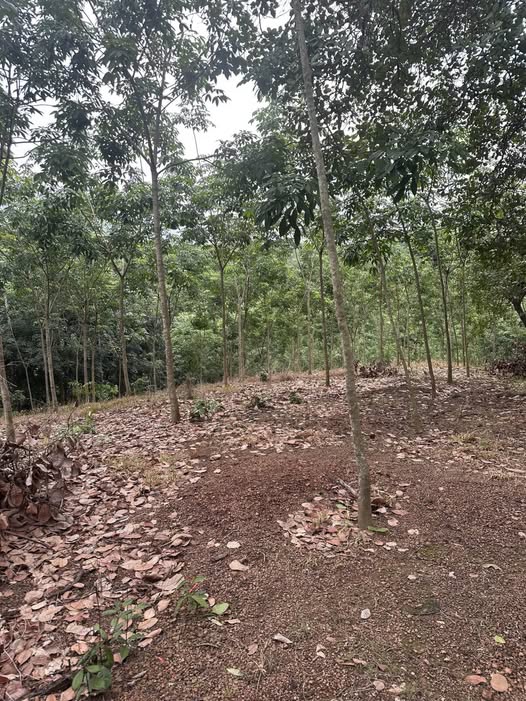 Chào mừng quý chủ nhân tương lai đến với mảnh đất cao su Bình Phước