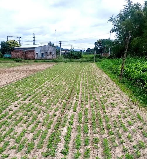 Đất vườn 303m2 An Sơn 2, Tuy Phước giá mềm như bún, chủ kẹt tiền bán gấp