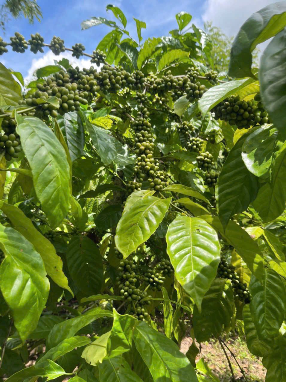 Bán 1.6ha đất nông nghiệp trồng cà phê, tiêu tại Hòa Hiệp, Cư Kuin, Đắk Lắk