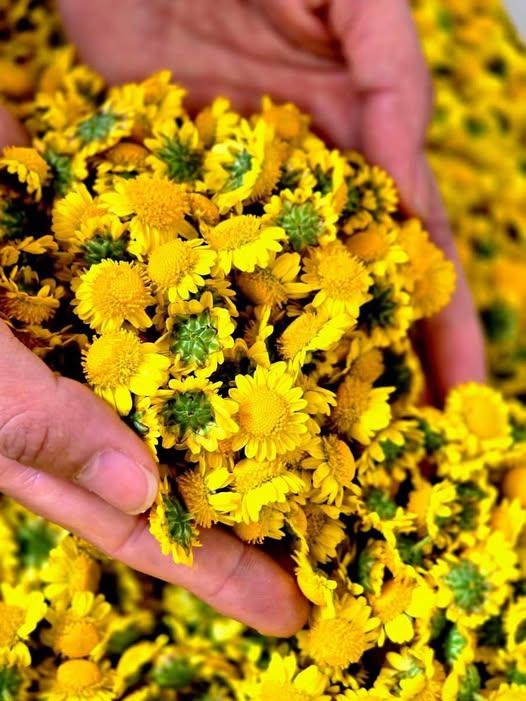 Đất vua tươi tốt - 700m2 giá hời như mơ tại Phúc Thọ