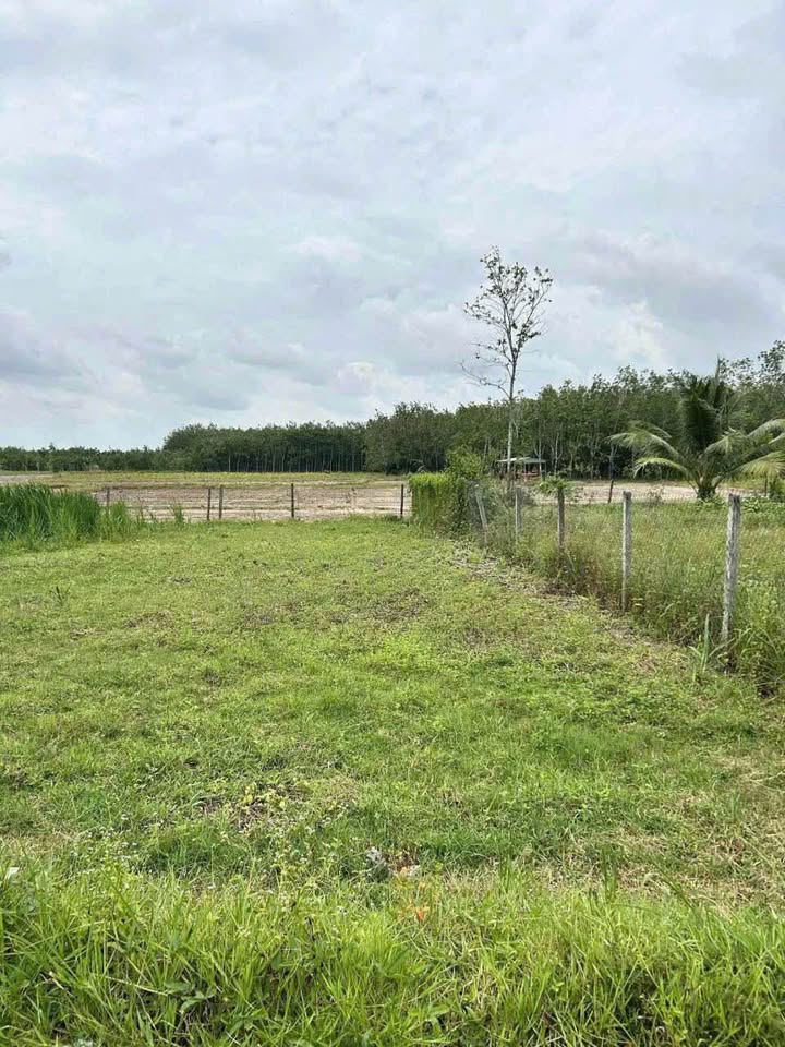 Siêu phẩm đất nền Phủ Hồng, Gò Dầu, Tây Ninh đã sẵn sàng chờ chủ mới