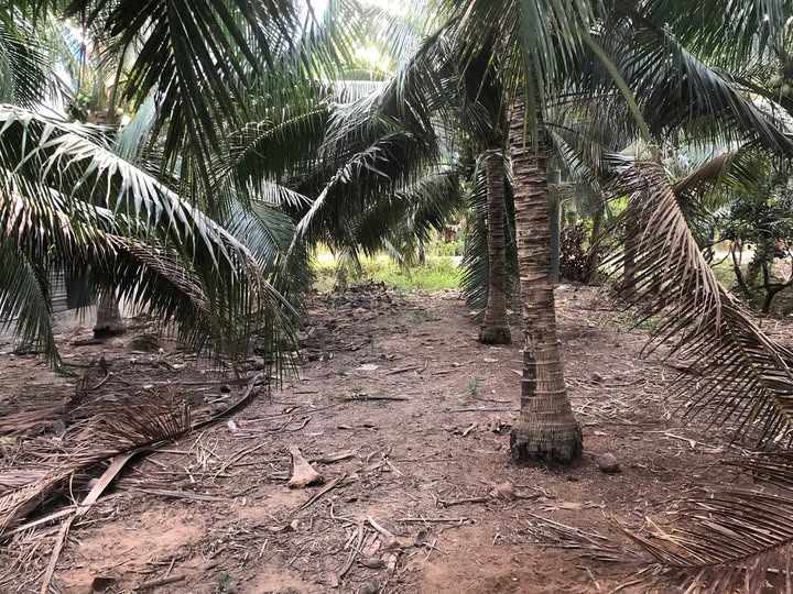 Đất vàng Phú Thuận, Bình Đại, Bến Tre đang chờ chủ mới