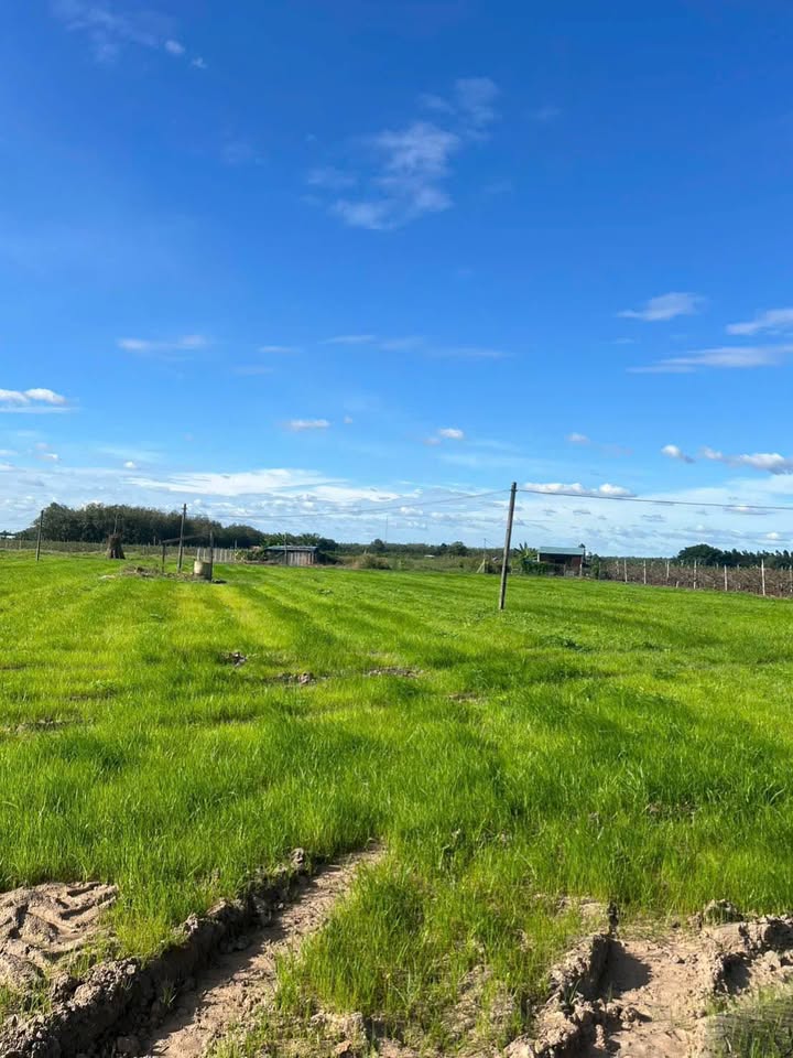 Cơ hội vàng sở hữu ngay 2 công đất vườn tuyệt đẹp tại Thạnh Lợi, Trảng Bàng