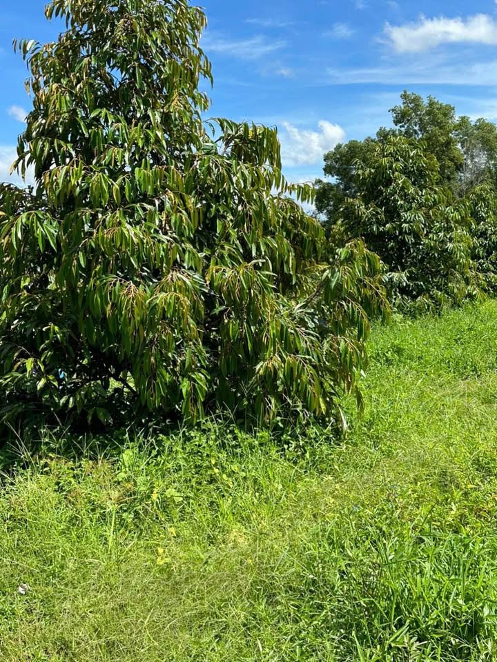 Bán vườn sầu riêng 1 sào tại Phú Ngọc, Định Quán, Đồng Nai