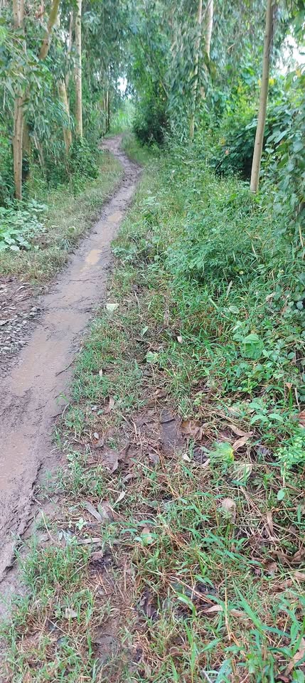 Cơ hội sở hữu ngay lô đất lúa kinh 3 tại xã Ba Sao