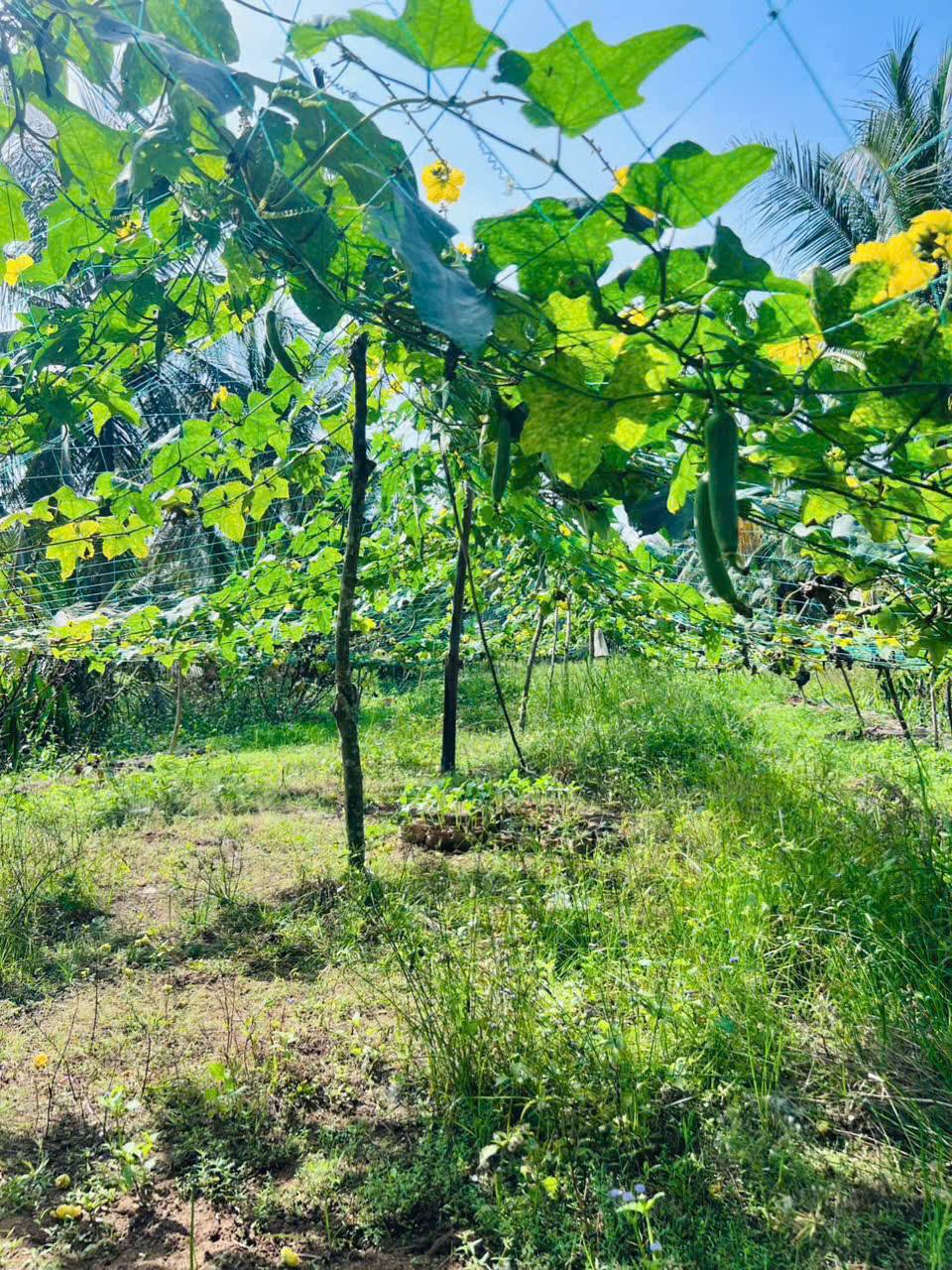 Bến Tre đất nền biệt thự 497m2, cơ hội vàng xây tổ ấm vườn nghỉ dưỡng