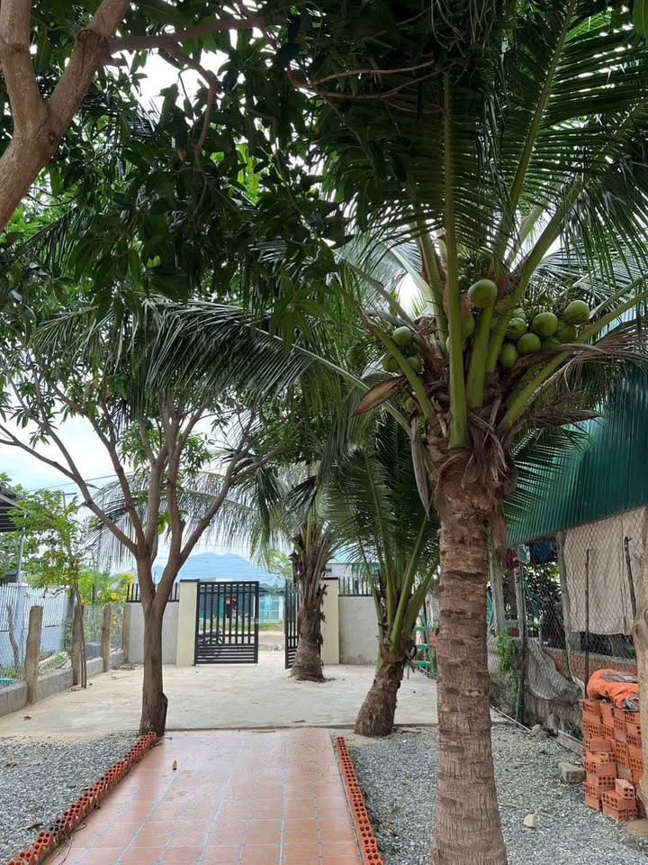 Bán nhà vườn mặt kênh 500m2 hướng Đông, gần biển Ninh Chữ, Ninh Thuận