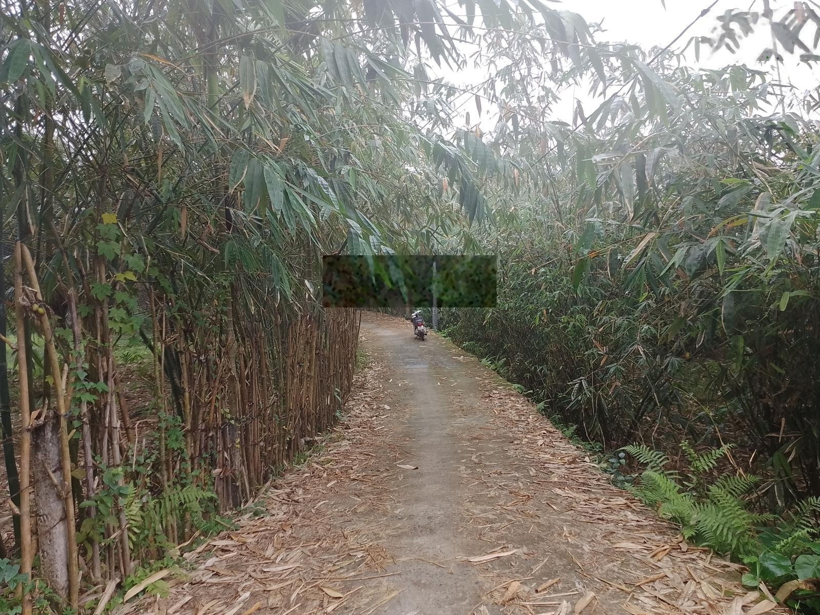 Bán lô đất vườn Hoà Phú, sát đường Nam Kỳ Khởi Nghĩa giá siêu rẻ