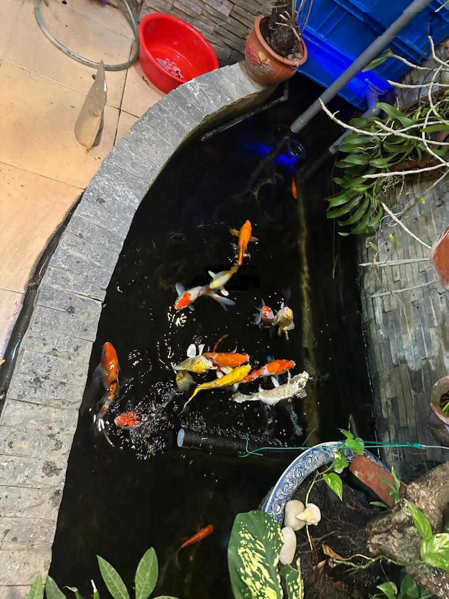 Bán nhà phố Phúc Xá, Ba Đình, căn góc, ngõ thông 2 phố, 10m ra oto, dân xây 35m*5T full NT ở ngay