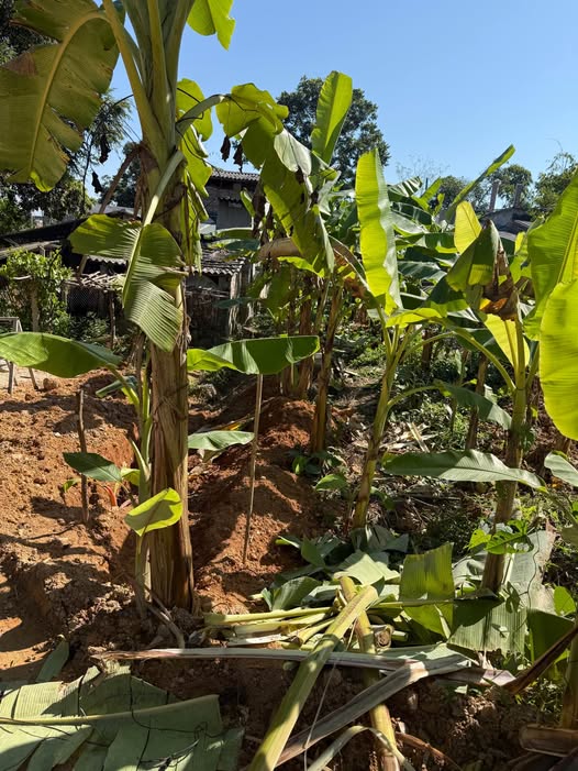 Bán mảnh đất vuông vắn tại Tổ 3 Ỷ La, Tuyên Quang, 100m2, ngõ ô tô đỗ cửa