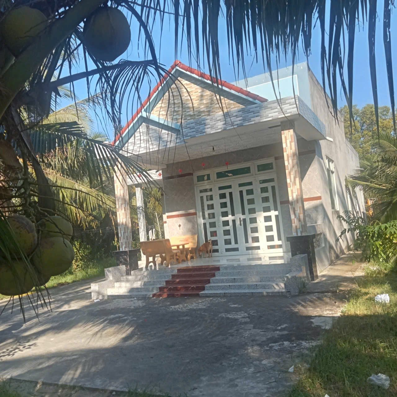 Bán đất vườn dừa và nhà mới tại Phong Nẫm, Giồng Trôm, Bến Tre, diện tích 2144m2, giá chỉ 1,4 tỷ