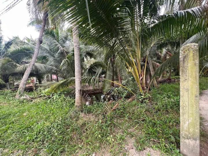 Đất vườn dừa xanh mướt, thu nhập ổn định mỗi tháng