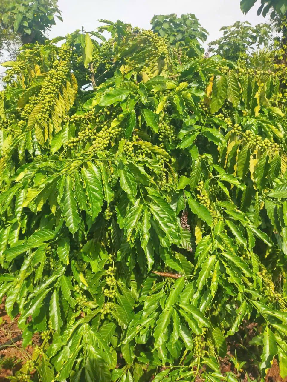 Bán 9 sào đất đỏ màu mỡ tại thôn 8, Ea Nam, Ea H'Leo, Đắk Lắk, giá chỉ 1,5 tỷ