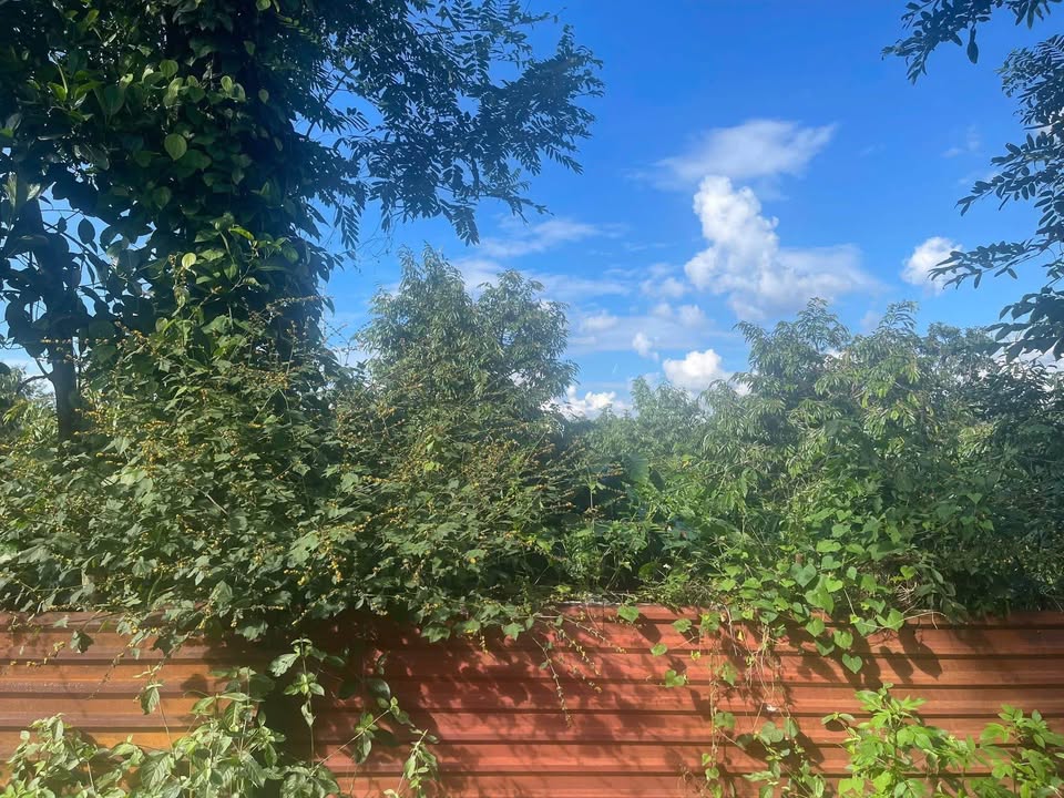 Bán đất 17x58m nở hậu 19m tại Ea Tiêu, Cư Kuin, Đắk Lắk