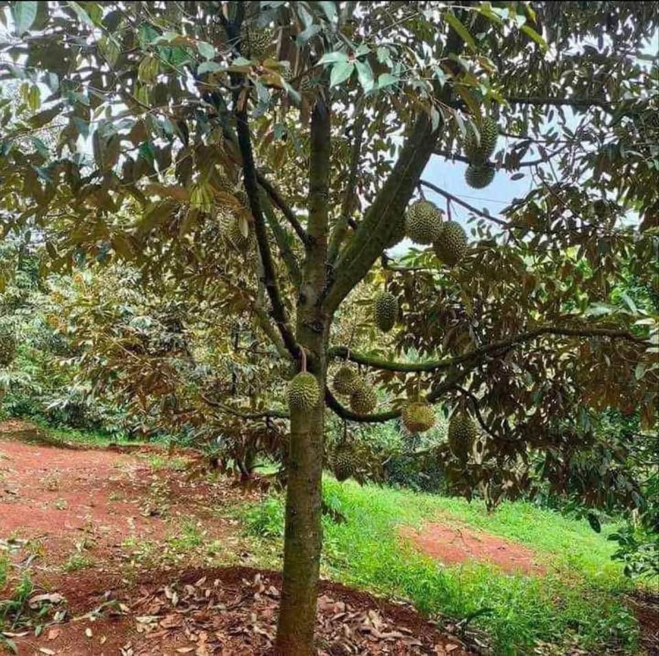 5 sào đất vàng Long Tân xưởng, kho, vườn, thoải mái lựa chọn