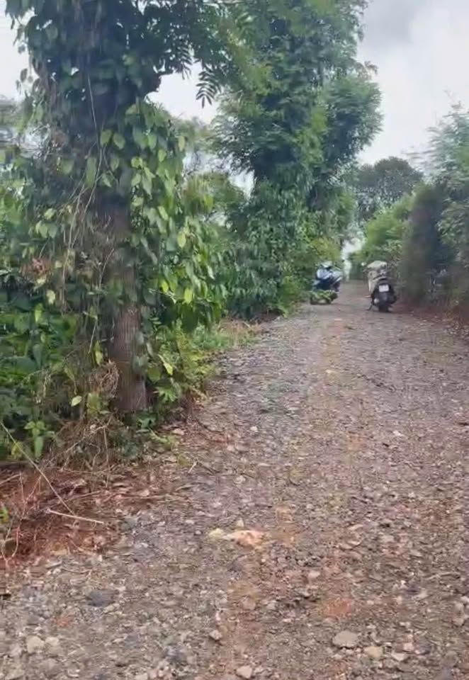 Bán đất nền Đắk Lắk, 21mx24m, giá chỉ 990 triệu/lô