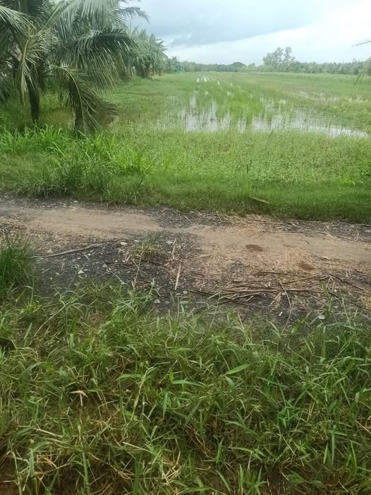 Đất ruộng Mỹ Nhơn, Ba Tri siêu hot, đầu tư sinh lời ngay