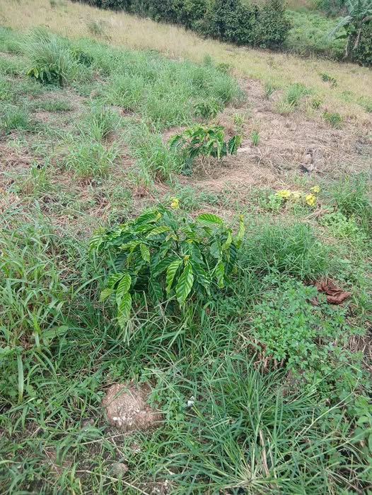 Bán lô đất trồng cà phê ở Đan Phượng, Lâm Hà, Lâm Đồng, giá chỉ nhỉnh 1.9 tỷ