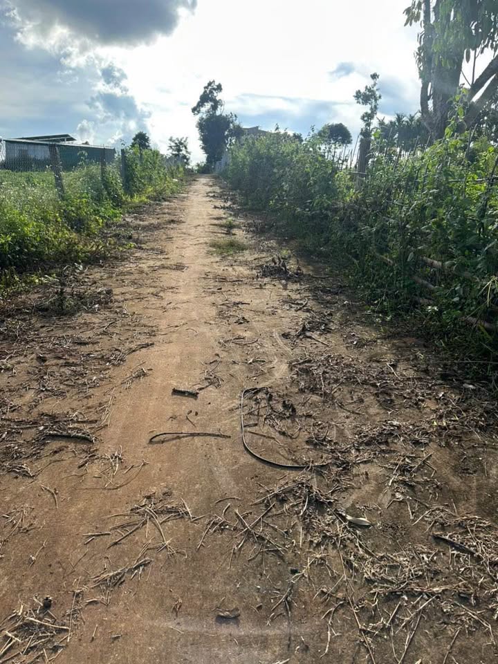 Bán 8 sào đất trồng cà phê sầu riêng tại Tân Lập, Buôn Ma Thuột