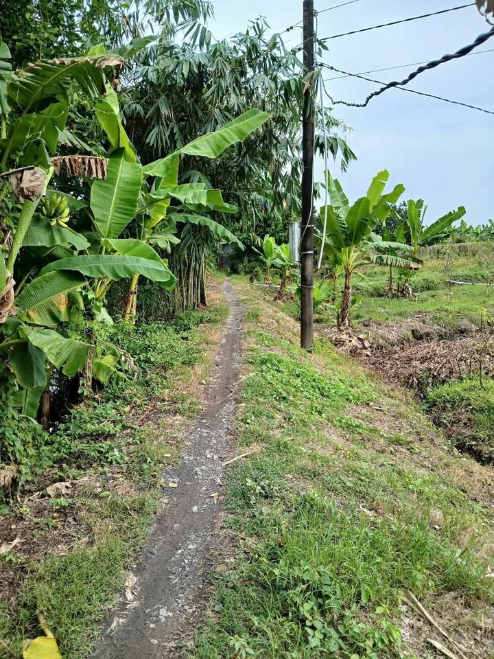 Đất vườn diện tích khủng tại xã Tân Phước, Lai Vung, Đồng Tháp đang chờ đón nhà đầu tư thông thái