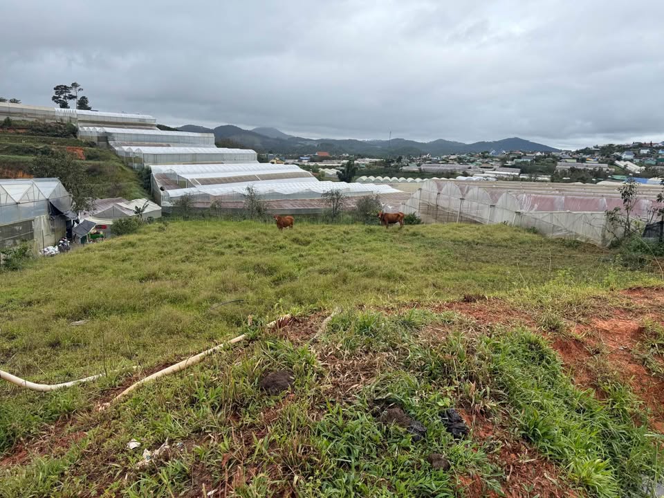 Bán đất vườn 4 sào tại xã Lạc Lâm, Lâm Đồng, sổ đỏ chính chủ