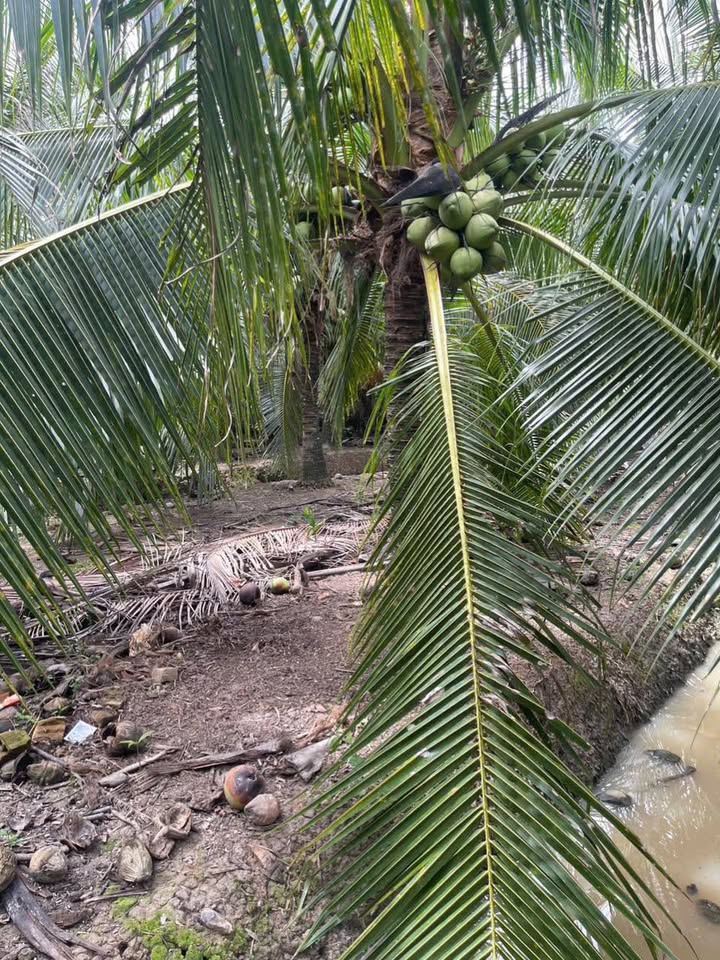 Cơ hội vàng sở hữu ngay 1900m2 đất vườn dừa xanh mướt tại Xã Long Hòa, Bình Đại, Bến Tre